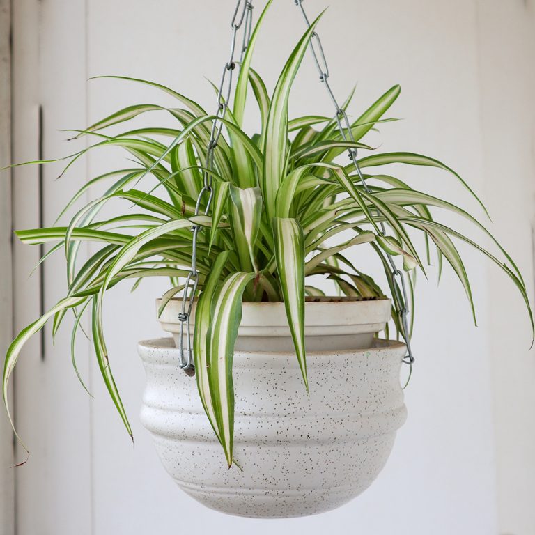 This Diwali Clean the Atmosphere with the Air Purifying Plants